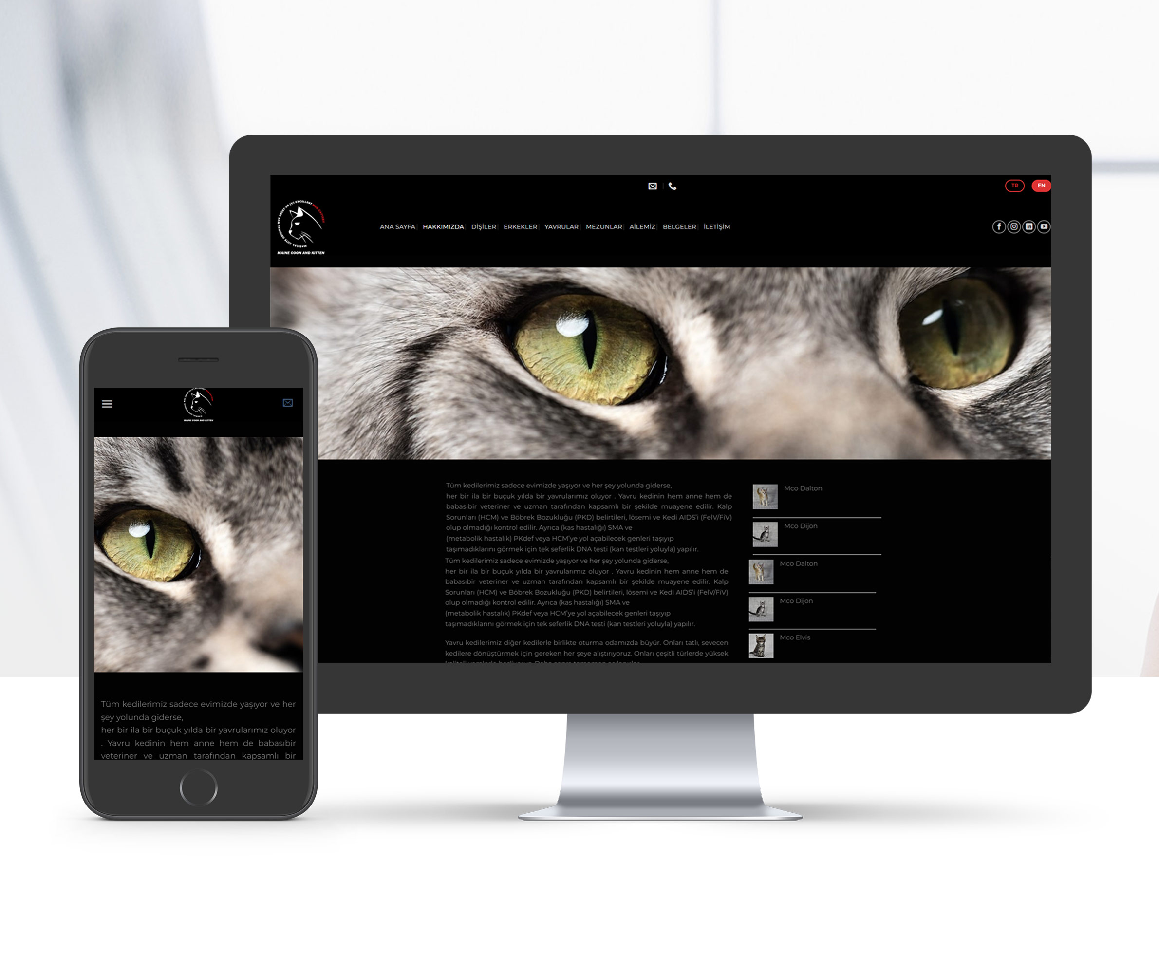 Maine Coon And Kitten